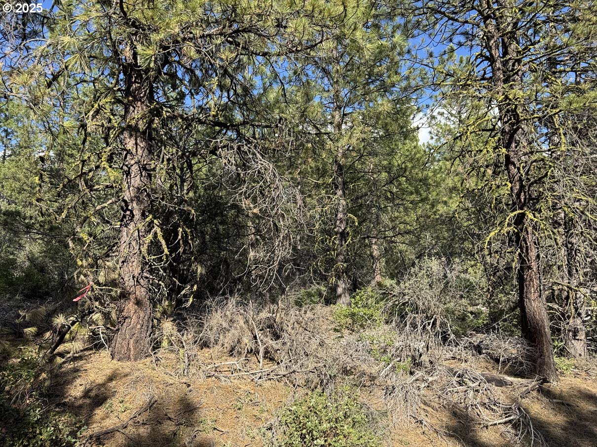 Thunder Bear Road, Unit 46 Bonanza, OR 97623 - Photo 30 of 48 a view of a yard with a tree