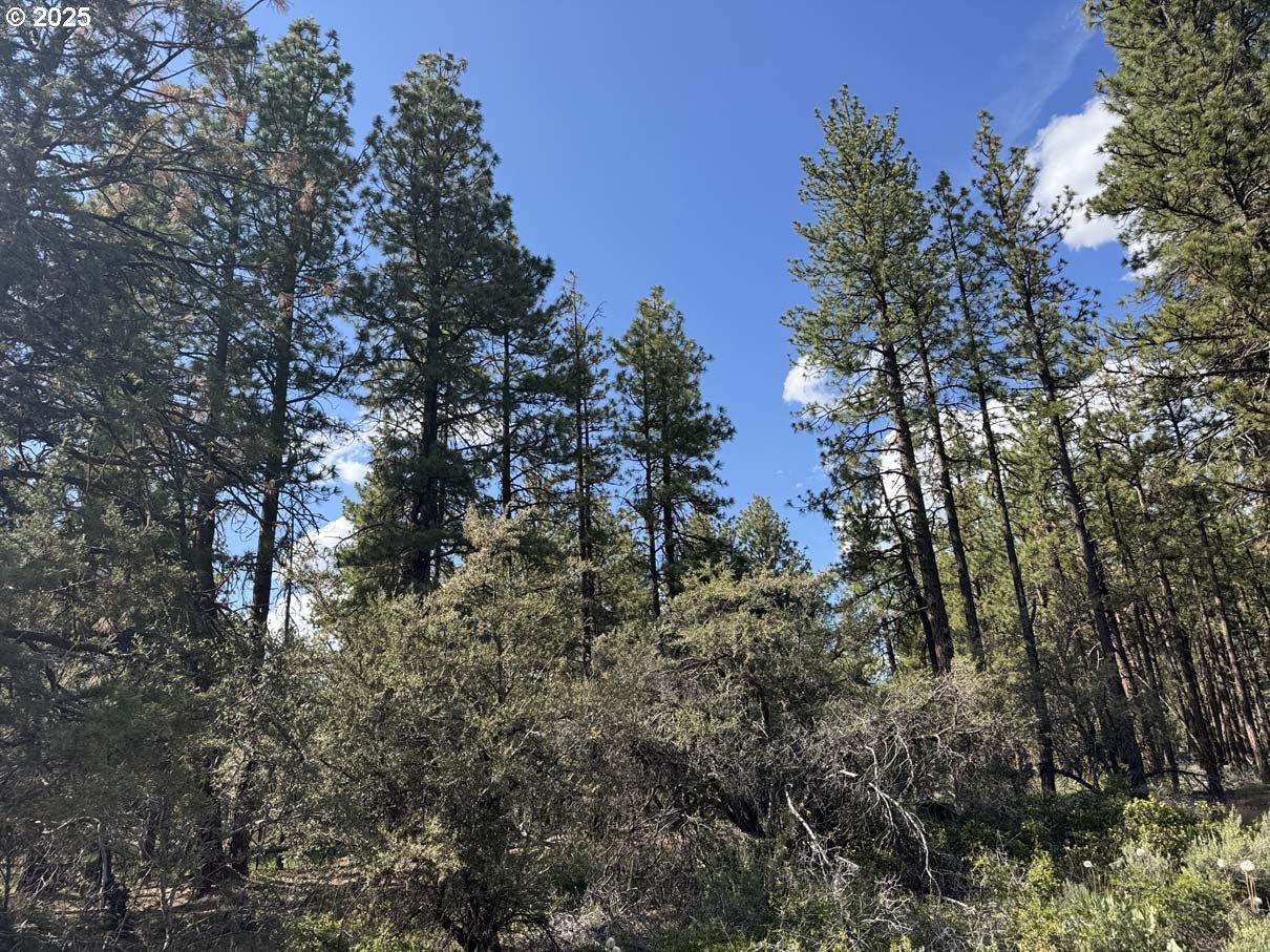 Thunder Bear Road, Unit 46 Bonanza, OR 97623 - Photo 3 of 48 a view of a tree in a yard