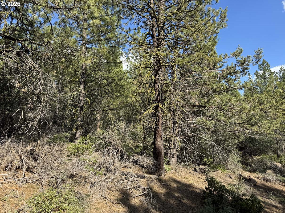 Thunder Bear Road, Unit 46 Bonanza, OR 97623 - Photo 34 of 48 a view of a yard with a tree