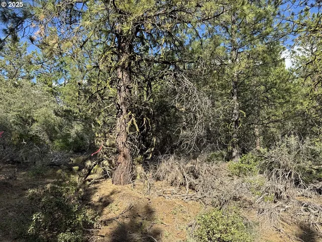 a view of a small yard