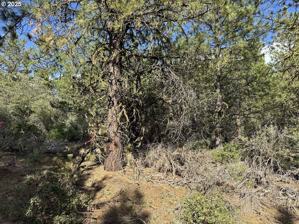 Thunder Bear Road, Unit 46 Bonanza, OR 97623 - Photo 35 of 48 a view of a yard with a tree