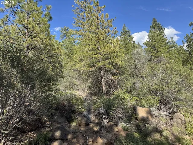 a view of a tree with a yard
