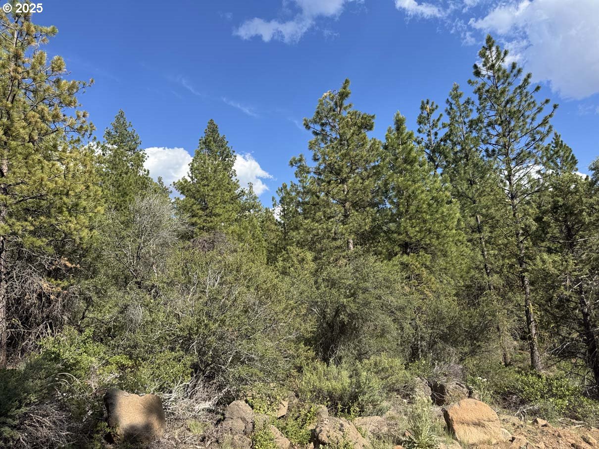 Thunder Bear Road, Unit 46 Bonanza, OR 97623 - Photo 38 of 48 a view of a plants with flower plant in front of it