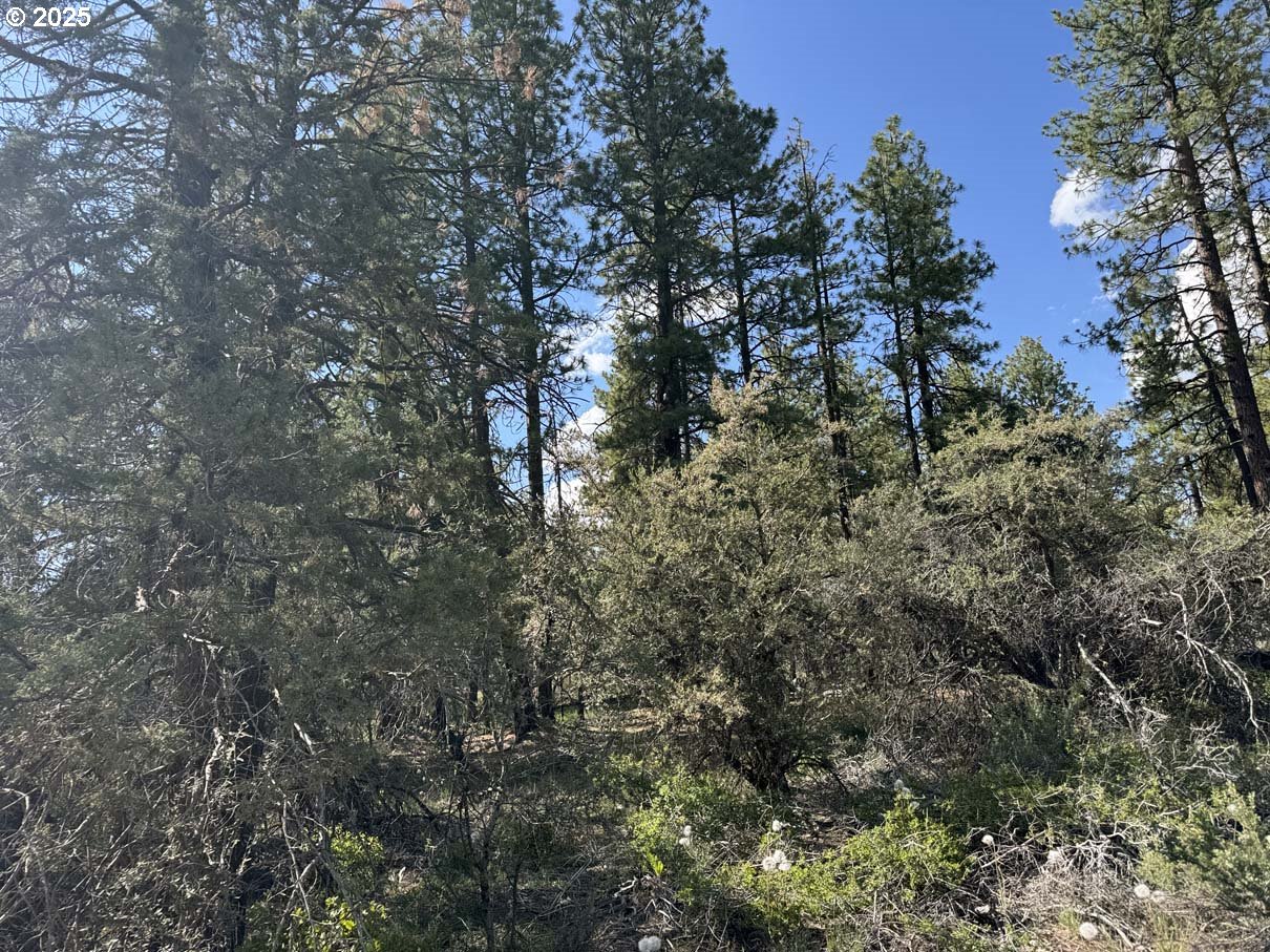Thunder Bear Road, Unit 46 Bonanza, OR 97623 - Photo 4 of 48 a view of a forest with a tree