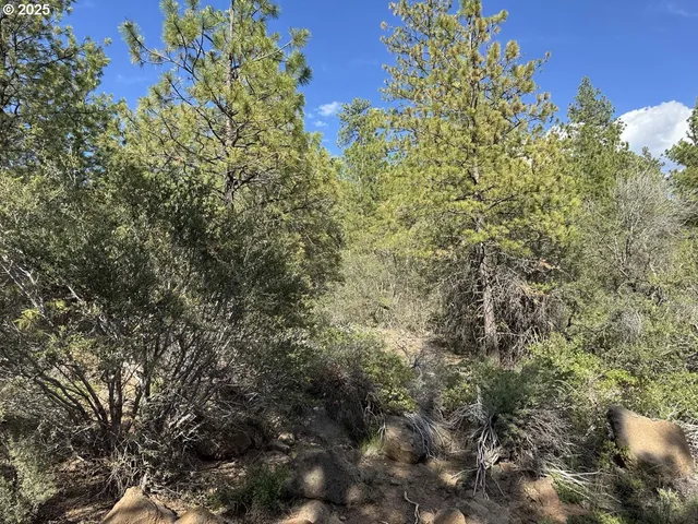 a view of a forest filled with trees