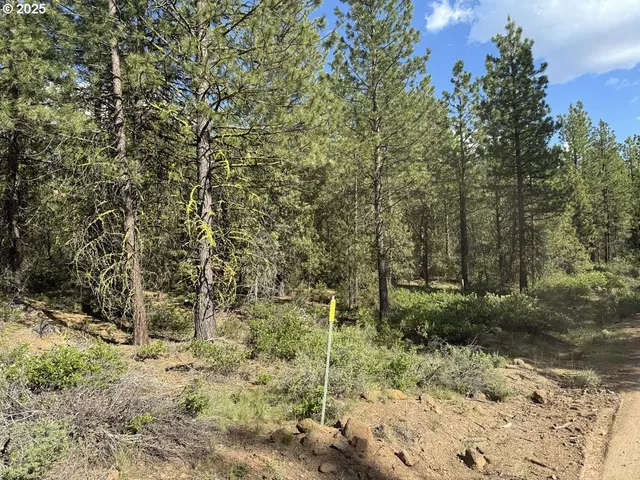 a view of a forest with trees in the background