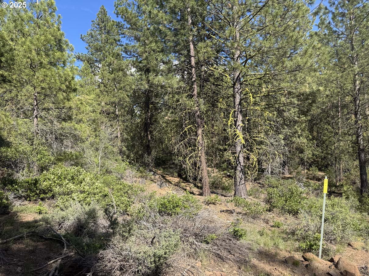 Thunder Bear Road, Unit 46 Bonanza, OR 97623 - Photo 43 of 48 a view of a forest with trees in the background