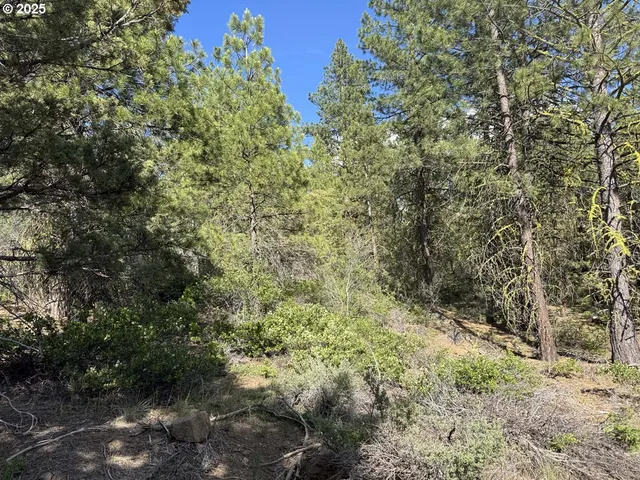 a view of a tree with lots of bushes