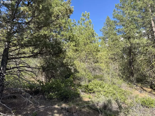 a view of a forest with a tree