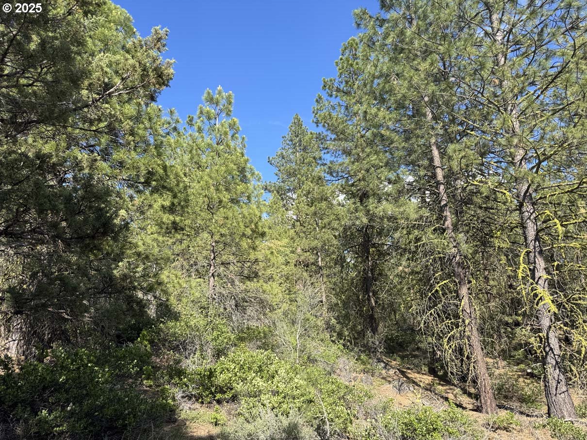 Thunder Bear Road, Unit 46 Bonanza, OR 97623 - Photo 46 of 48 a view of a forest with a tree