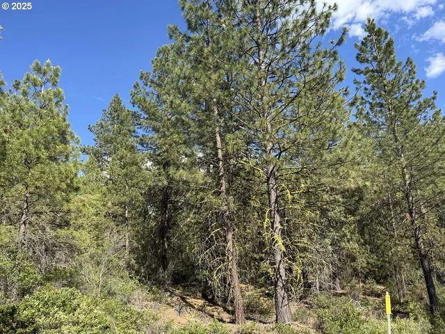 a view of a yard with plants and trees