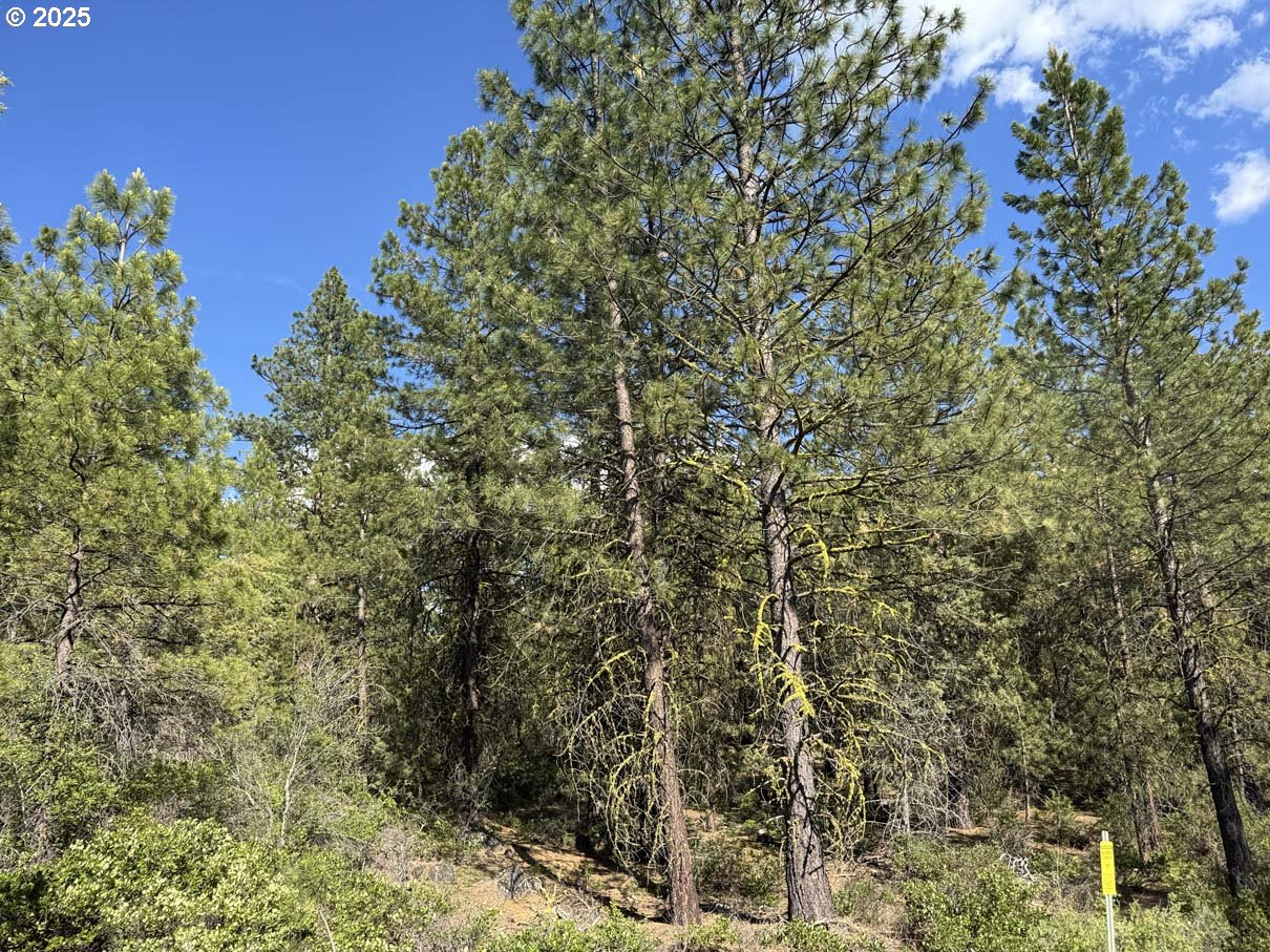 Thunder Bear Road, Unit 46 Bonanza, OR 97623 - Photo 47 of 48 a view of a yard with plants and tree