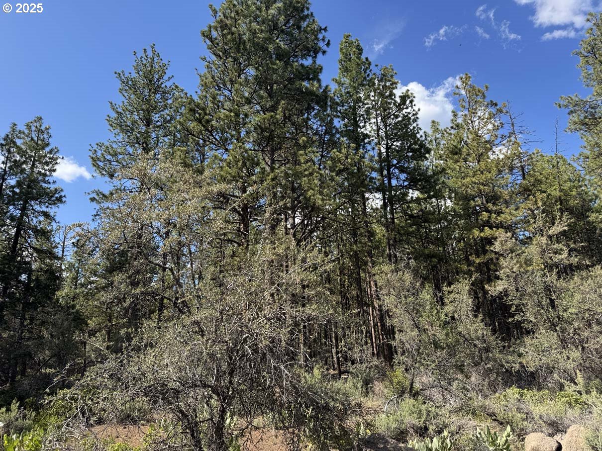 Thunder Bear Road, Unit 46 Bonanza, OR 97623 - Photo 9 of 48 a view of a tree