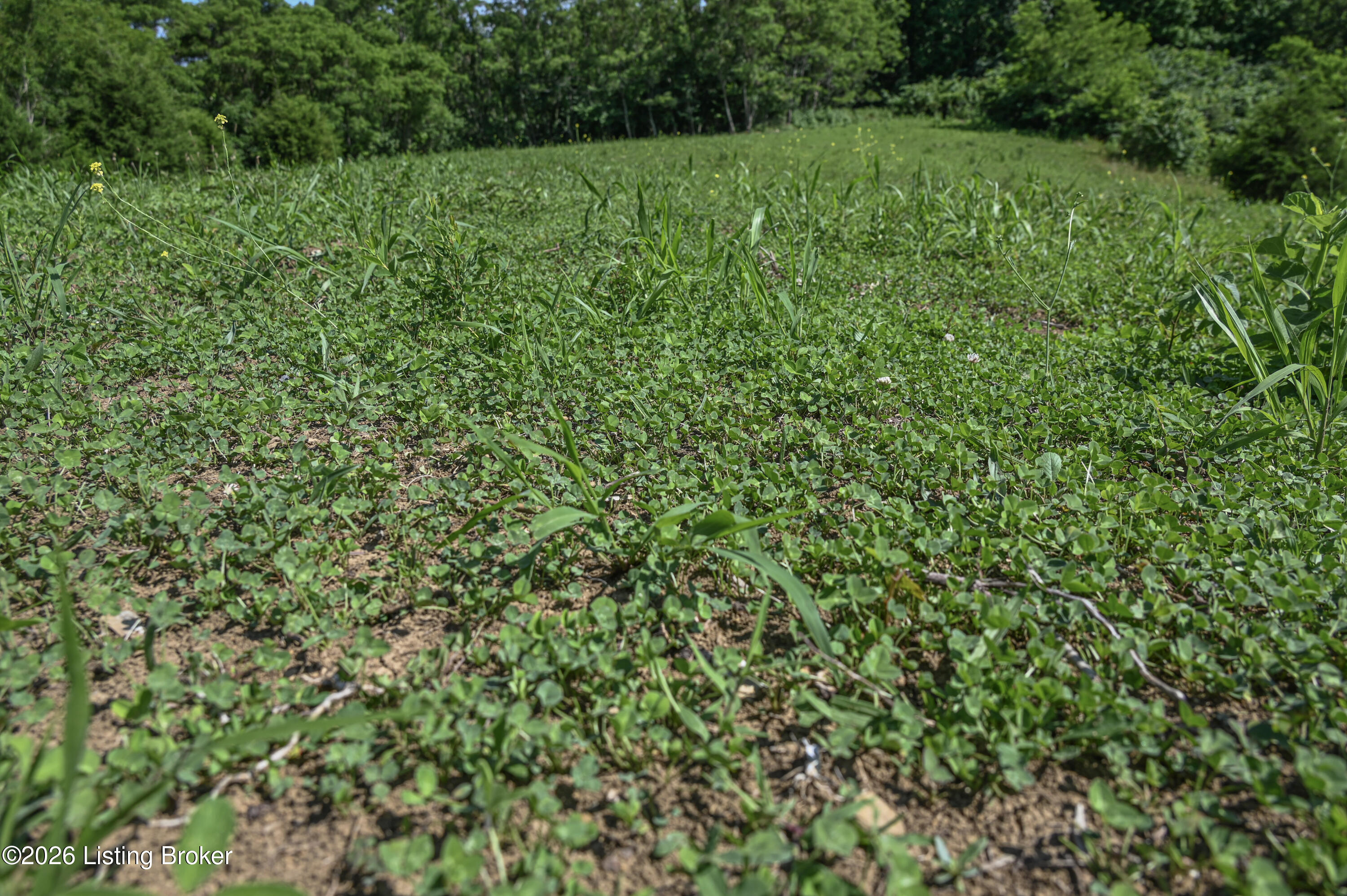 167 Price Road Bethlehem, KY 40007 - Photo 32 of 84 8-DSC_1914