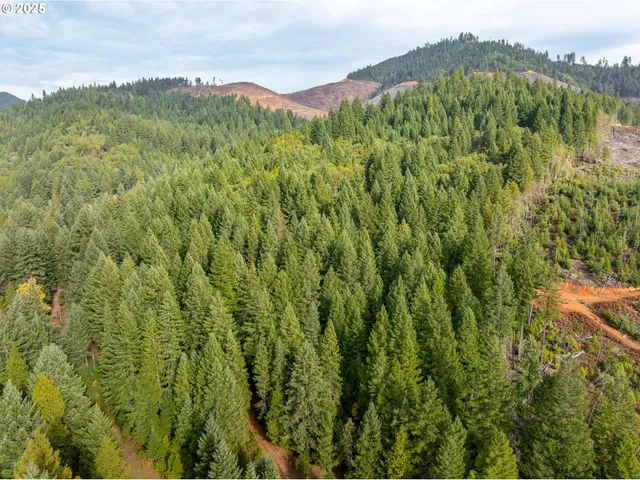 a view of a lush green forest with a mountain