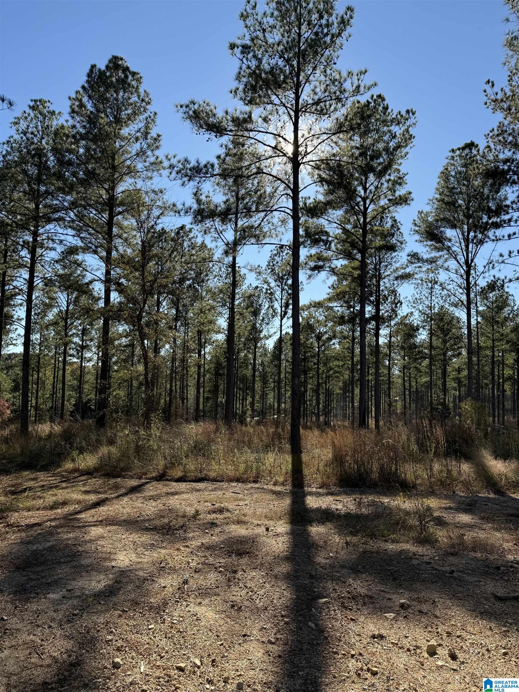1233 Watts Road, Unit 5 Munford, AL 36268 - Photo 3 of 5 Gallery Image 3