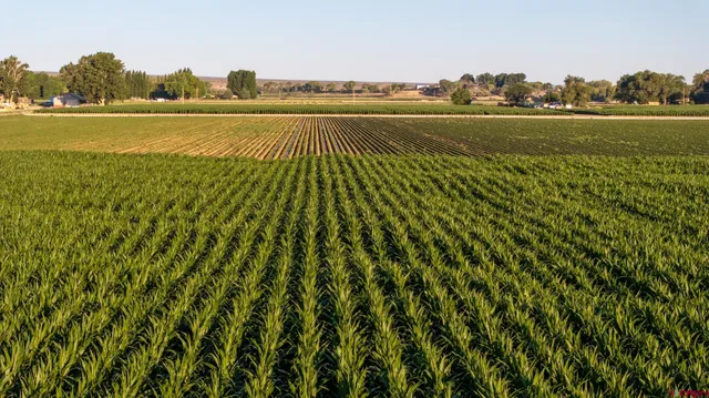 a view of a garden with lawn chairs