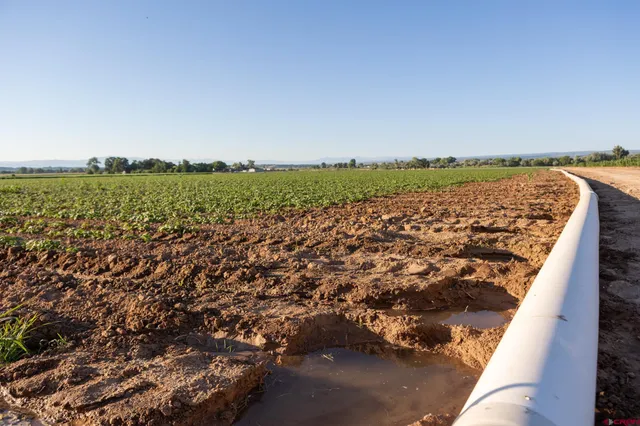 a view of a green field with lots of bushes