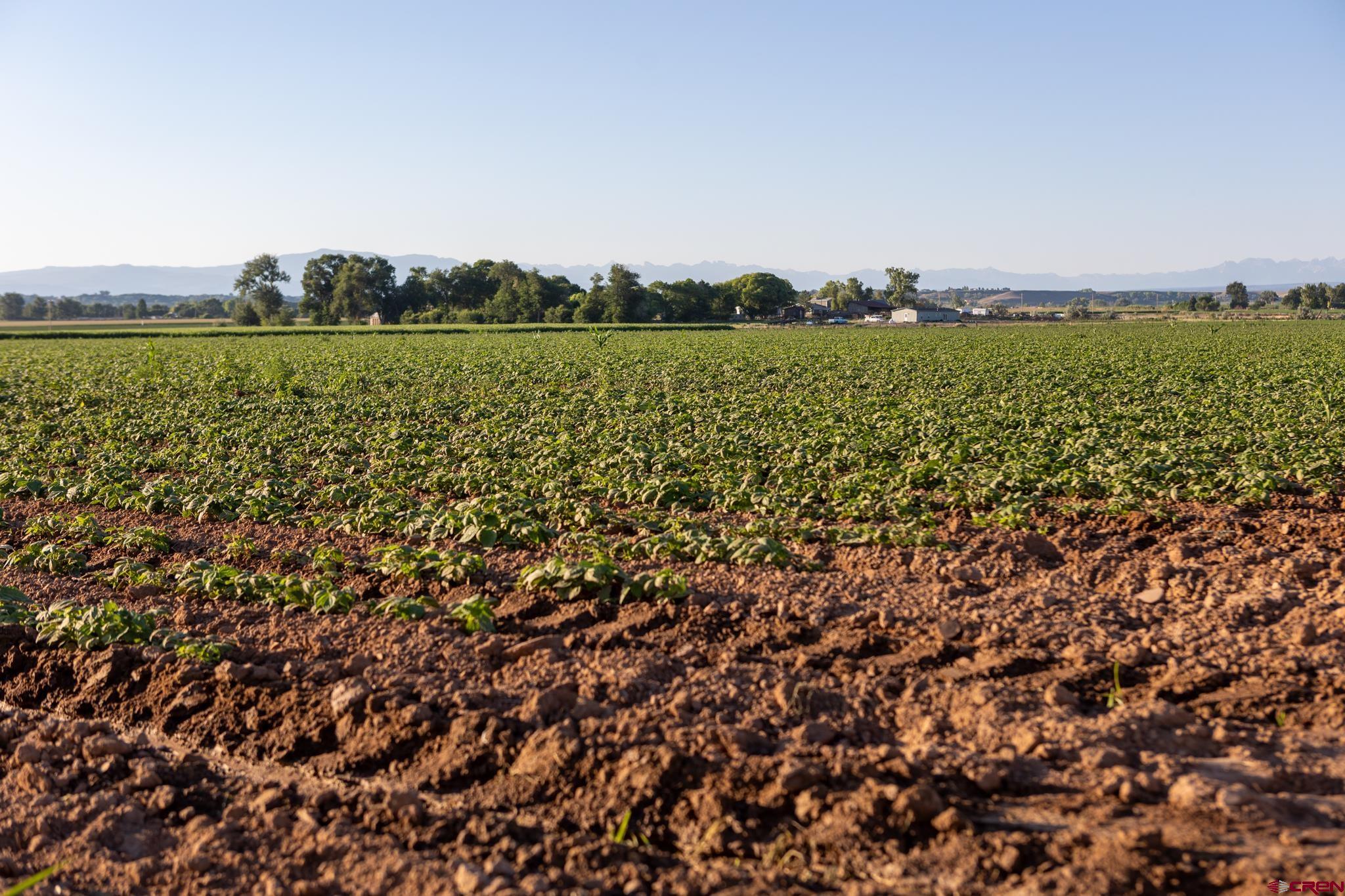Tract 2 Falcon Road Olathe, CO 81425 - Photo 4 of 15 a view of a green field with lots of bushes