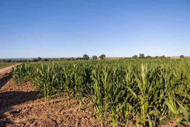 a view of a lake with a city view
