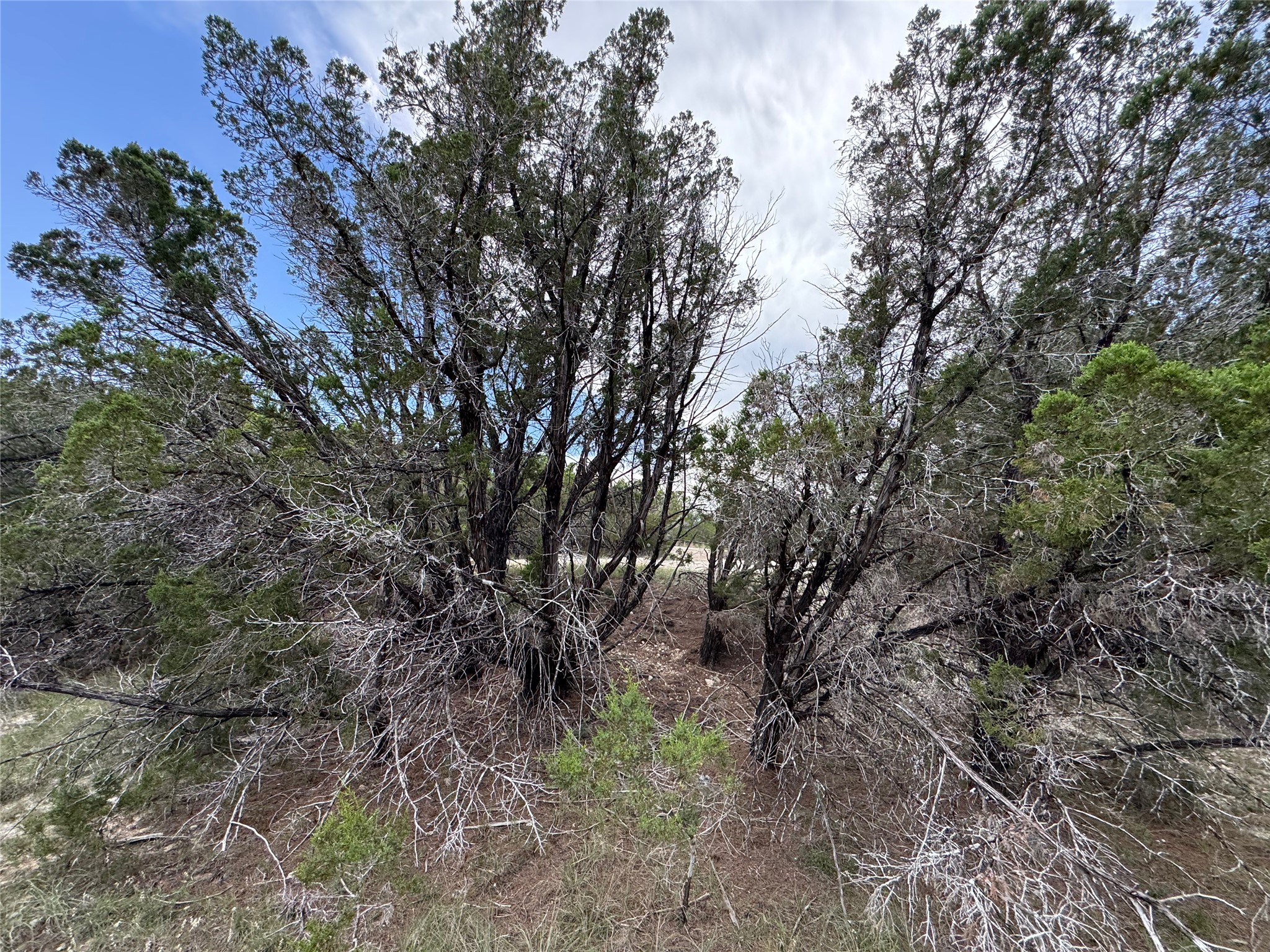 20800 Cedar Ridge Cove Lago Vista, TX 78645 - Photo 7 of 10 a view of a forest with lots of trees