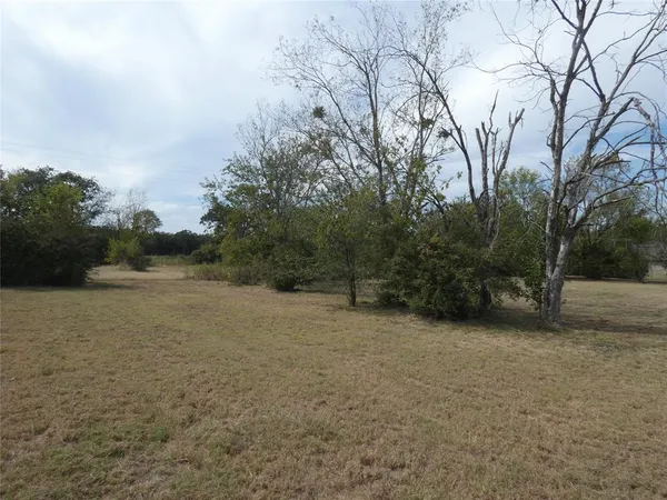 a view of a forest with trees in the background