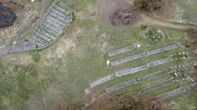 a view of a forest with trees in the background