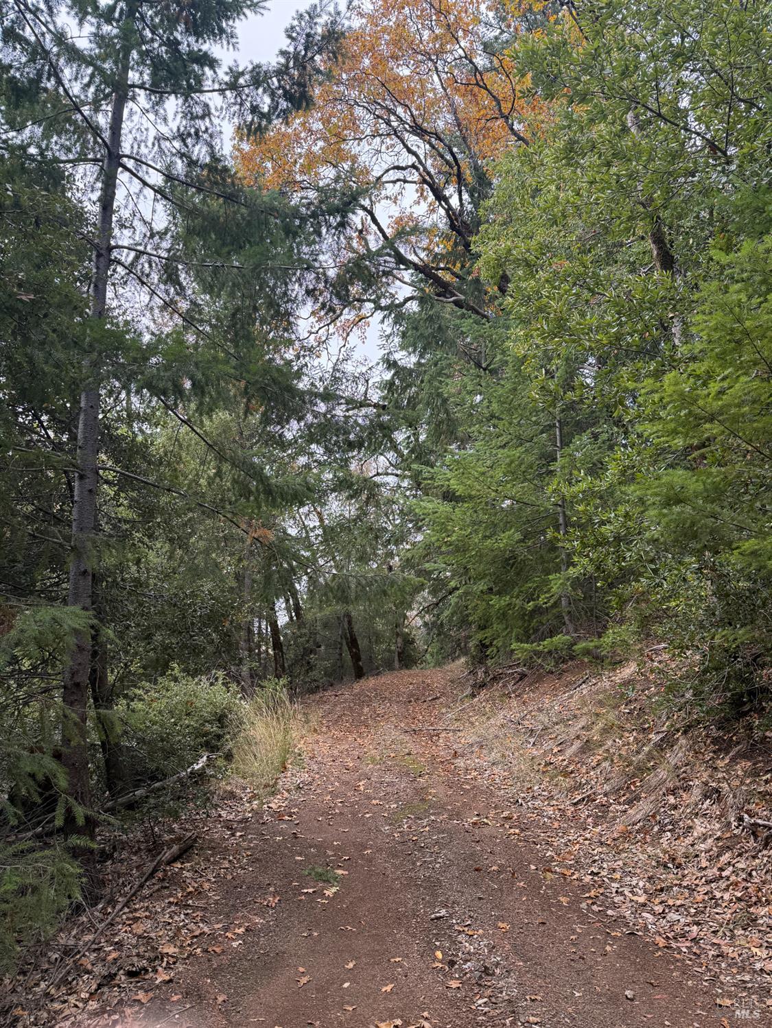 6565 Spyrock Road Laytonville, CA 95454 - Photo 32 of 42 a view of a forest with trees in the background