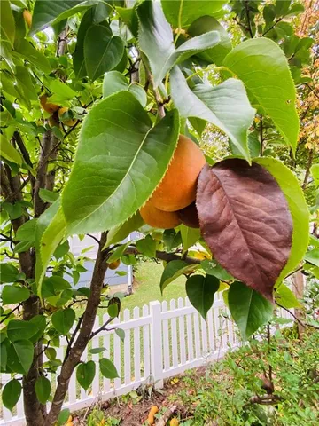 $239,900 | 1002 South Main Street, Concordia, MO 64020