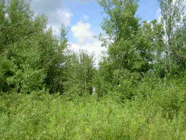 Hazel Bush Road Sturgeon Lake, MN 55783 - Photo 4 of 5 Gallery Image 4