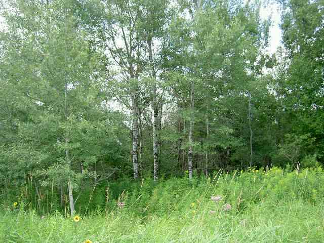 Hazel Bush Road Sturgeon Lake, MN 55783 - Photo 5 of 5 Gallery Image 5