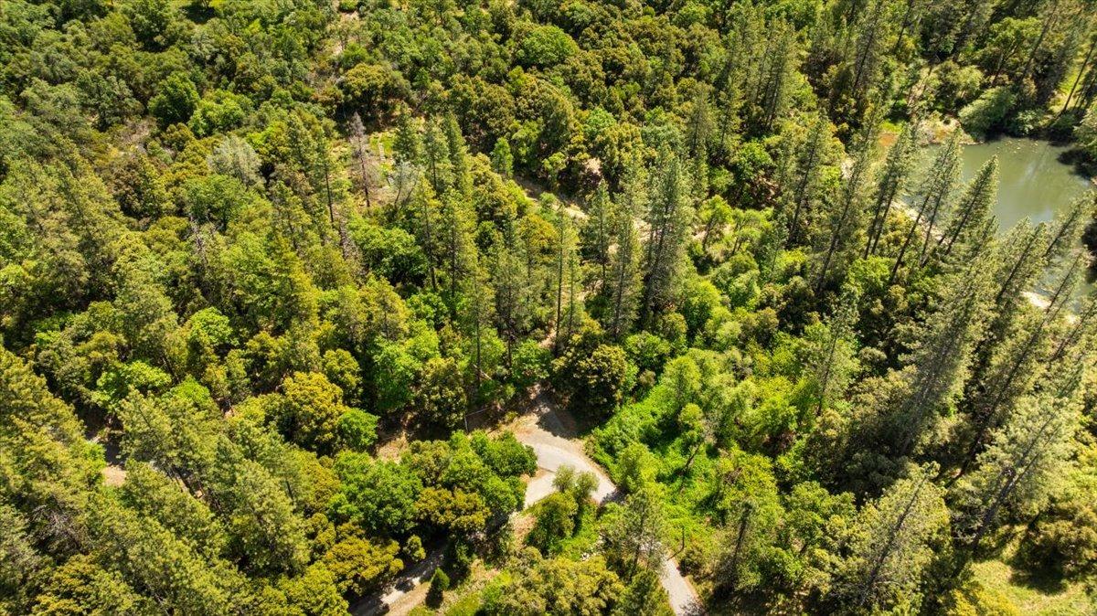 12921 Slate Creek Road Nevada City, CA 95959 - Photo 12 of 41 a view of a large yard with plants and large trees