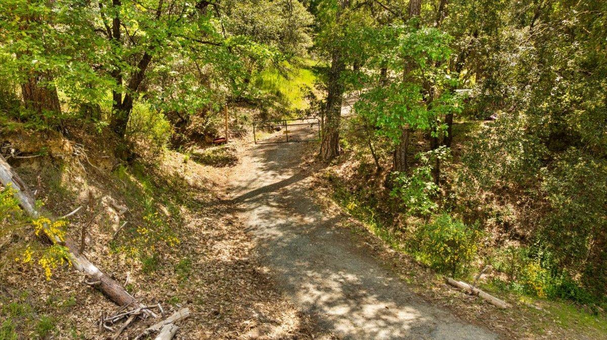 12921 Slate Creek Road Nevada City, CA 95959 - Photo 14 of 41 a view of a tree