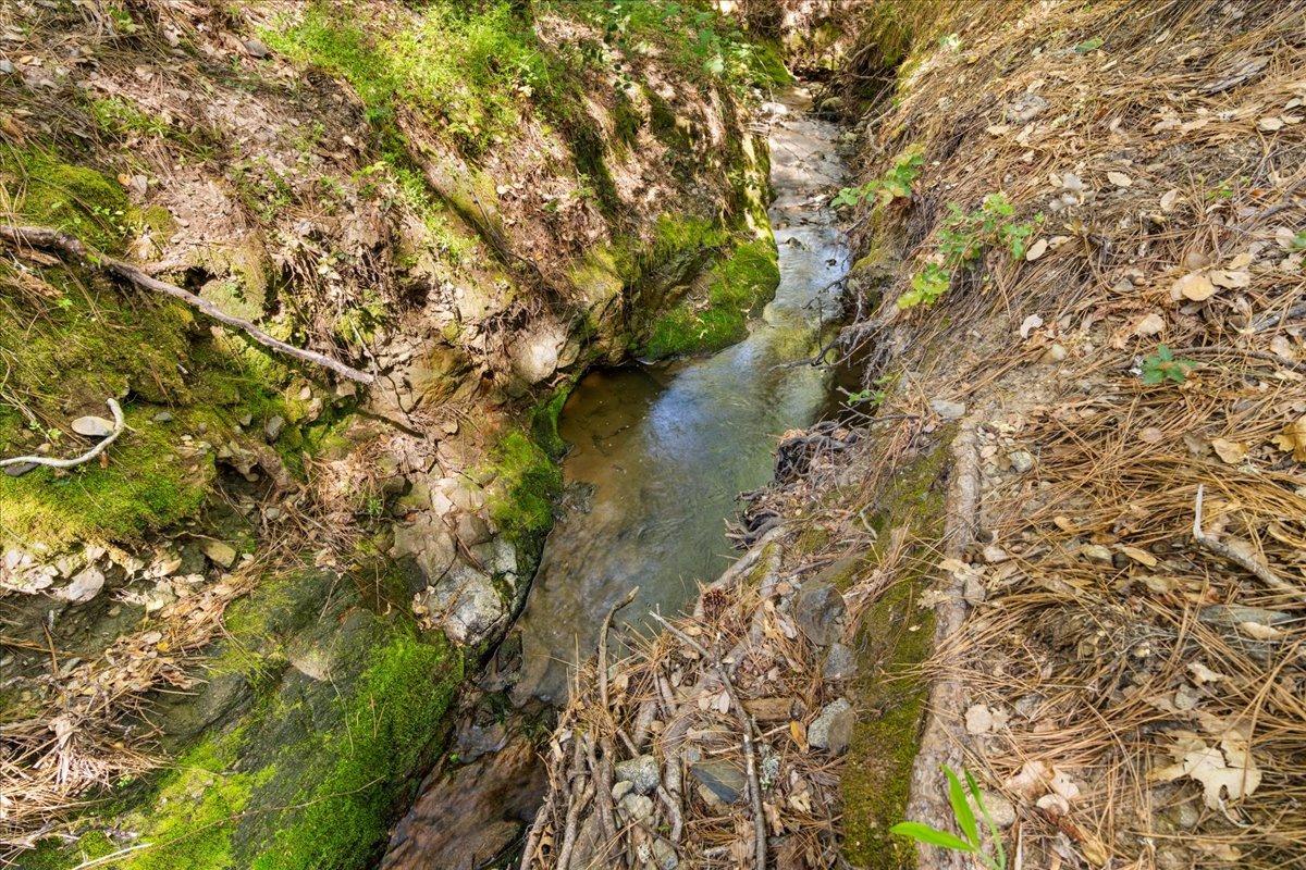 12921 Slate Creek Road Nevada City, CA 95959 - Photo 20 of 41 a yard with a tree