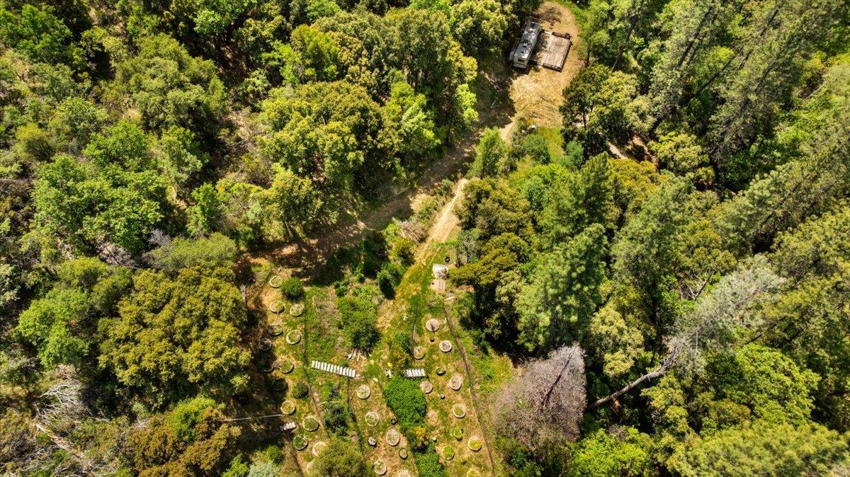 12921 Slate Creek Road Nevada City, CA 95959 - Photo 24 of 41 a view of a tree