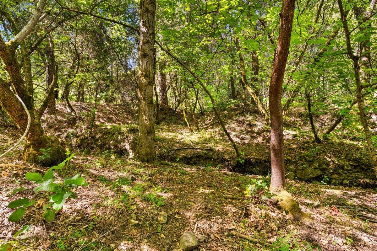 12921 Slate Creek Road Nevada City, CA 95959 - Photo 26 of 41 a view of a yard with plants and trees