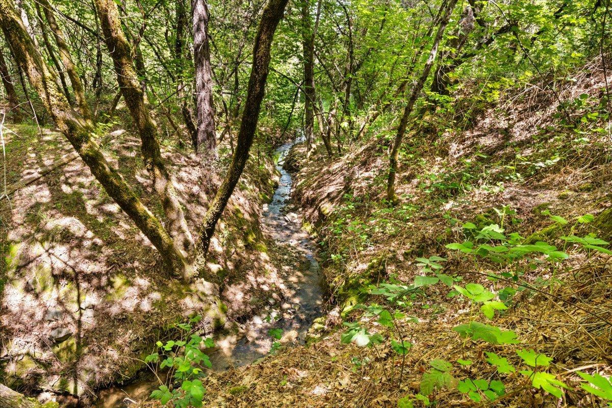 12921 Slate Creek Road Nevada City, CA 95959 - Photo 29 of 41 a view of a tree
