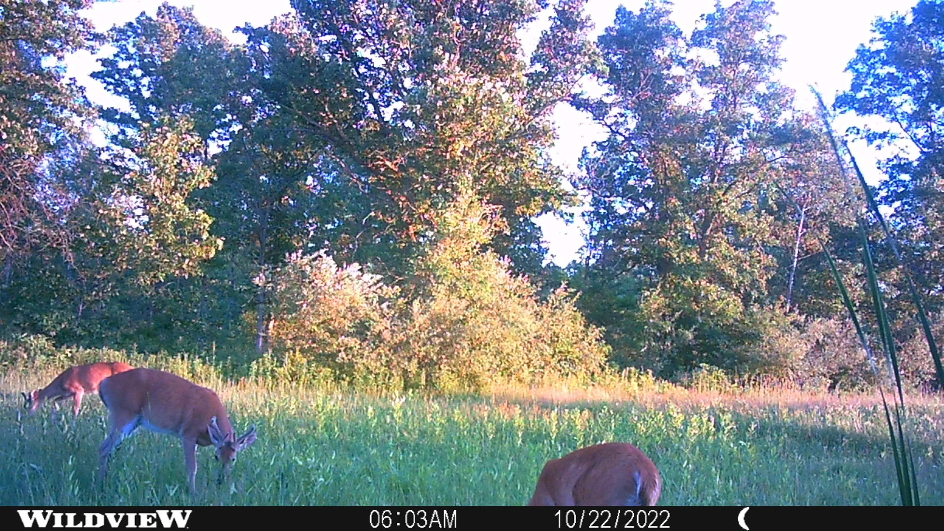311 South Castor Road Shepherd, MI 48883 - Photo 11 of 21 Gallery Image 11