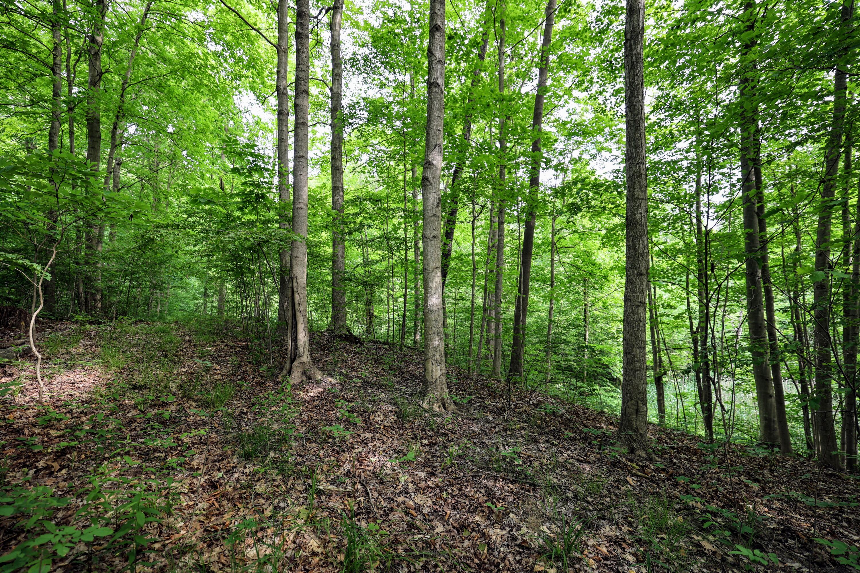 Vl Black River Road Bangor, MI 49013 - Photo 40 of 54 40