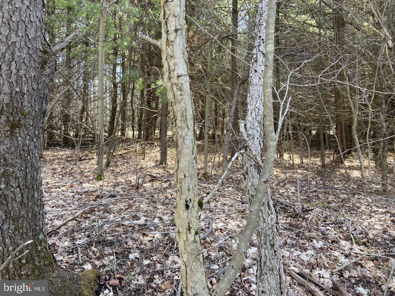 Dunghill Road Grantsville, MD 21536 - Photo 11 of 16 Woods