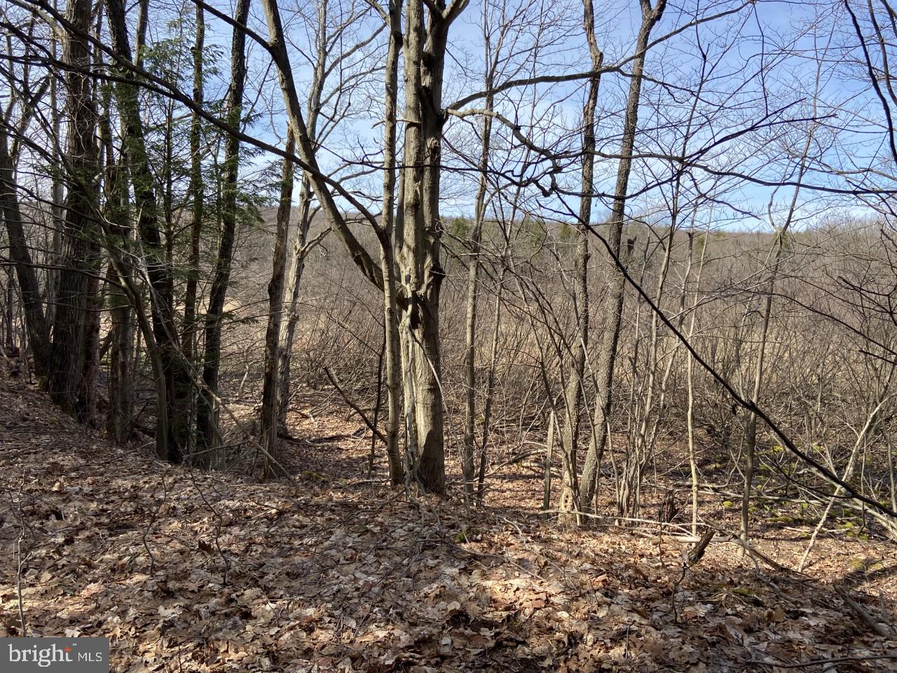 Dunghill Road Grantsville, MD 21536 - Photo 12 of 16 Woods