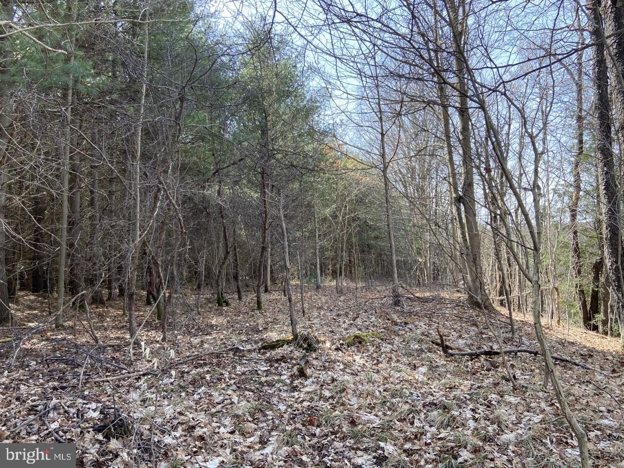 Dunghill Road Grantsville, MD 21536 - Photo 7 of 16 Great for hunting