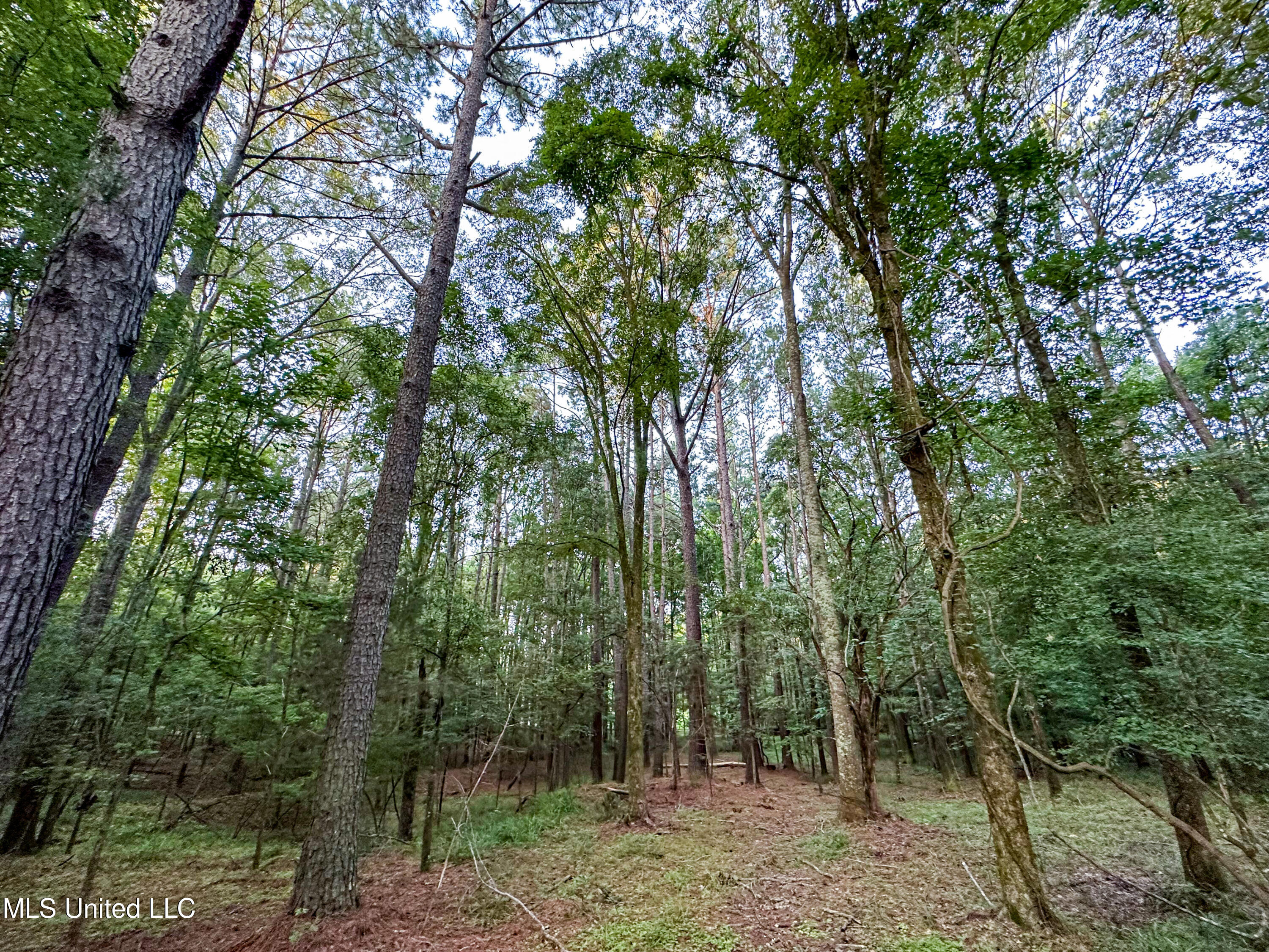 4 Canyon Ridge Flora, MS 39071 - Photo 4 of 7 IMG-3338