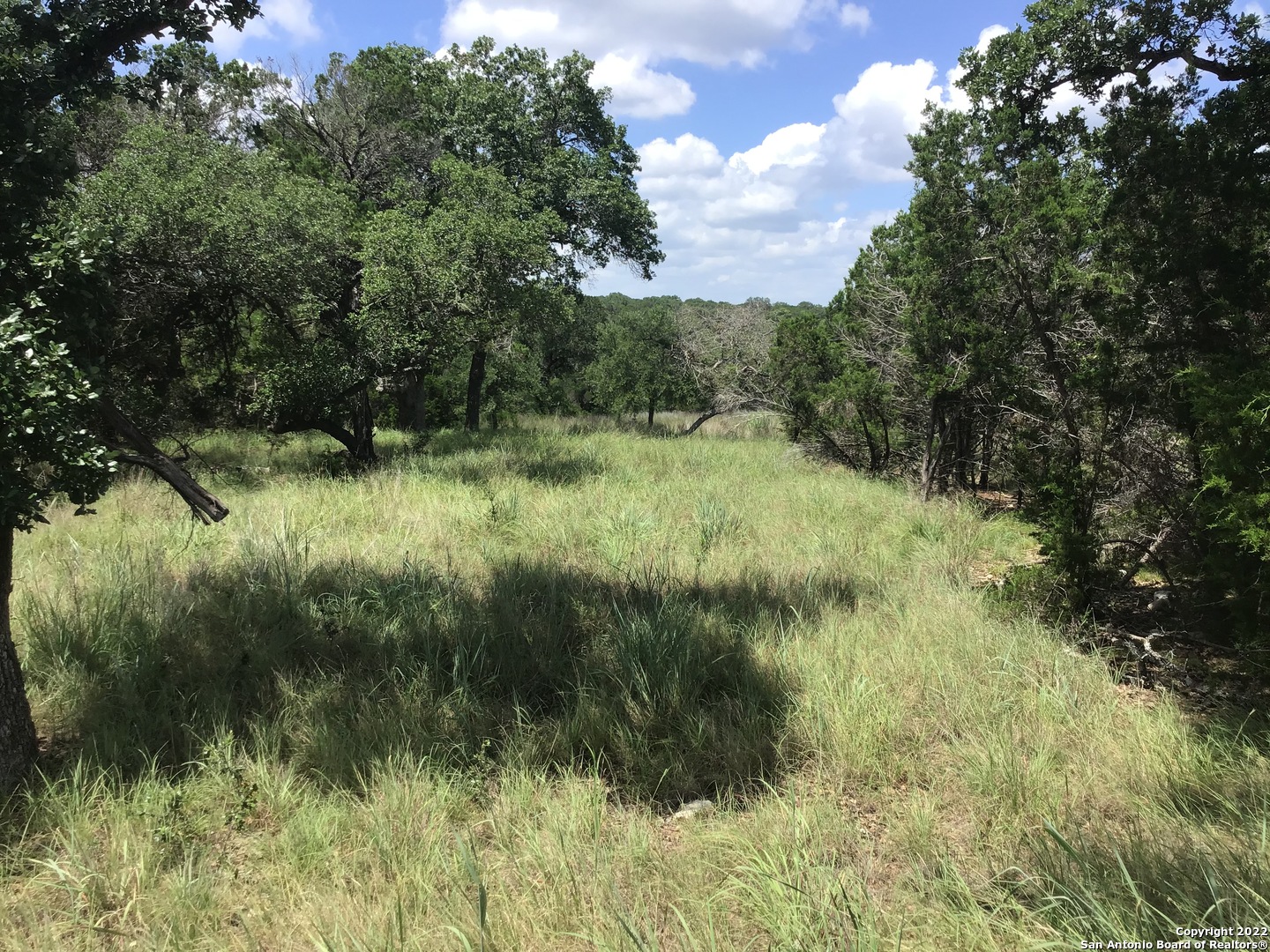 a view of a lush green forest with lots of trees