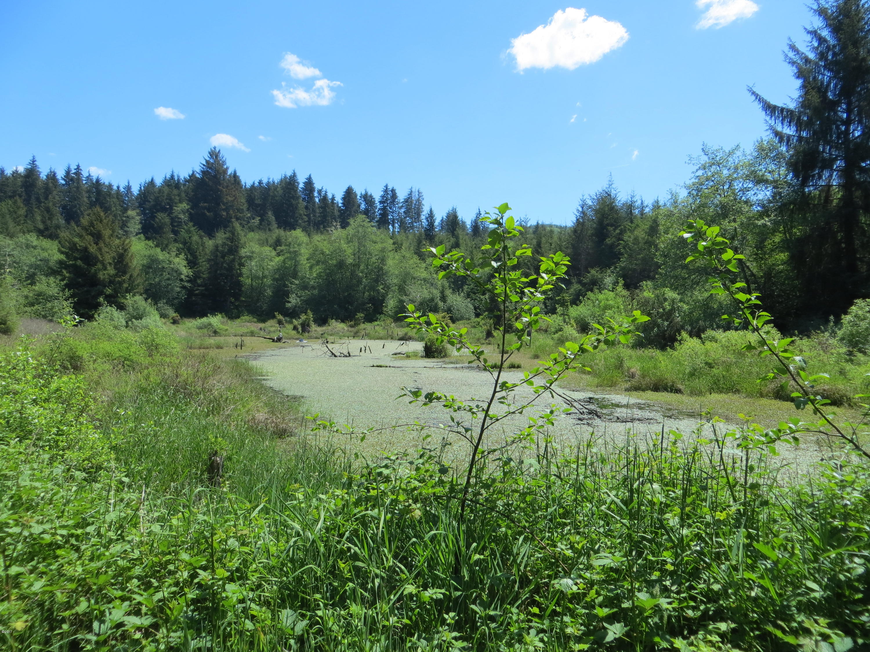 Lot 15 Hamer Road Siletz, OR 97380 - Photo 11 of 23 Pond