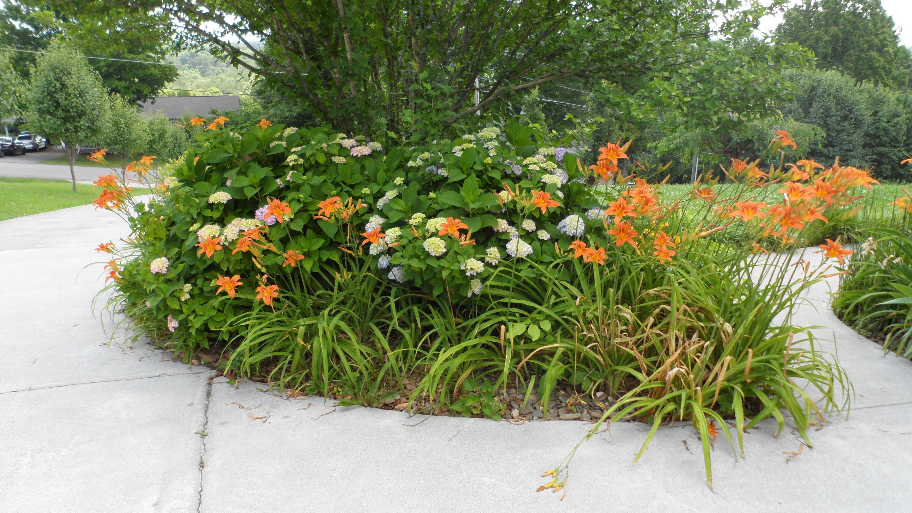 1023 North Old Grey Ridge Road Friendsville, TN 37737 - Photo 2 of 32 Flower bed at driveway