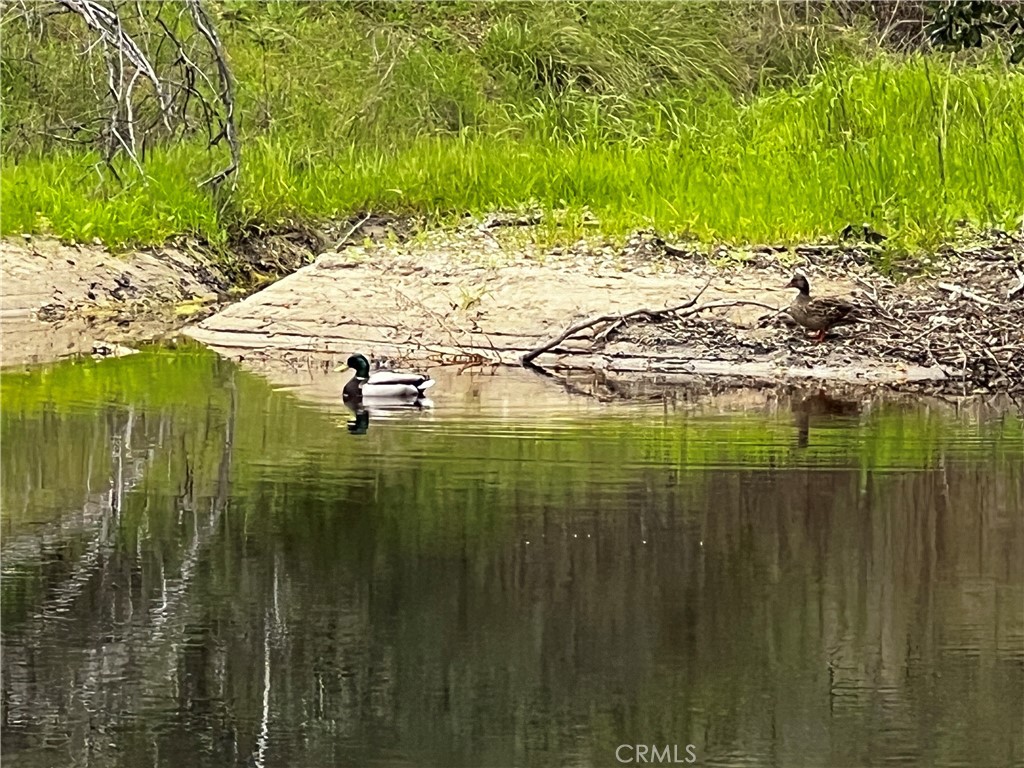 76342 Bryson Hesperia Road Bradley, CA 93426 - Photo 3 of 16 After winter rain