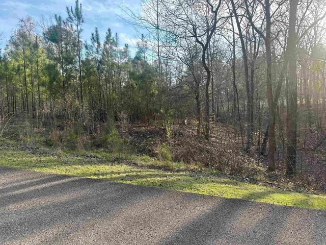 a view of a yard with large trees