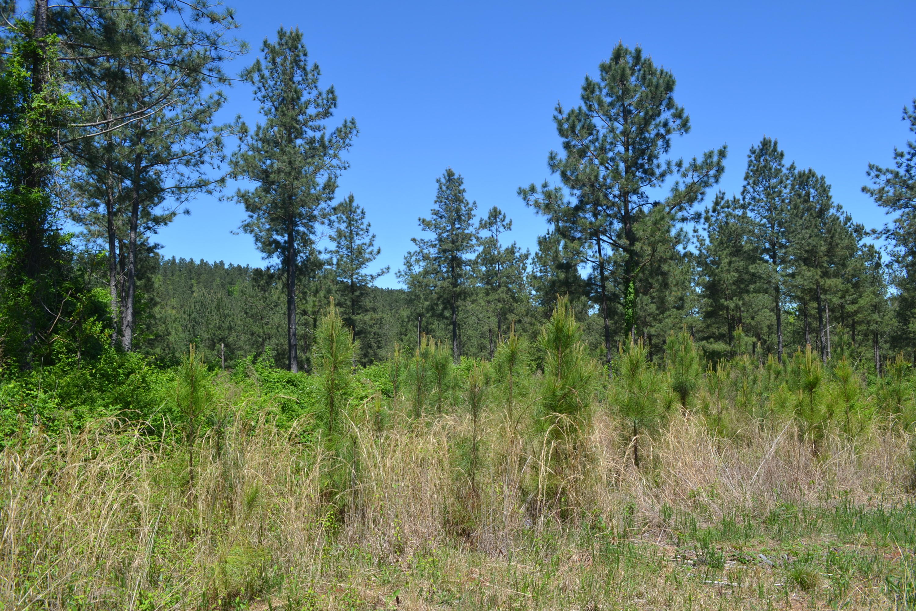 Ten Mile Tn 37880 Road Decatur, TN 37322 - Photo 2 of 6 4