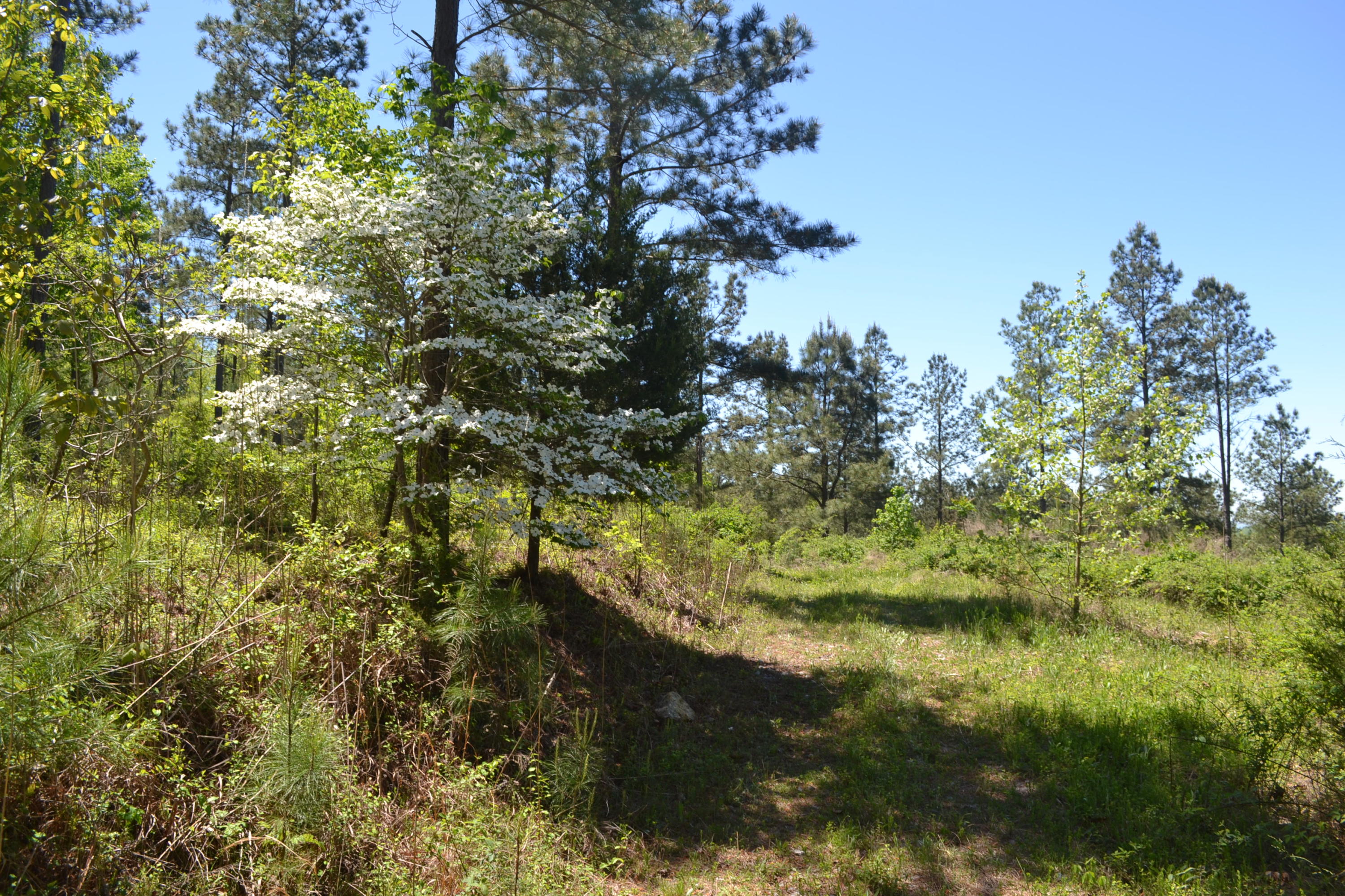 Ten Mile Tn 37880 Road Decatur, TN 37322 - Photo 3 of 6 12